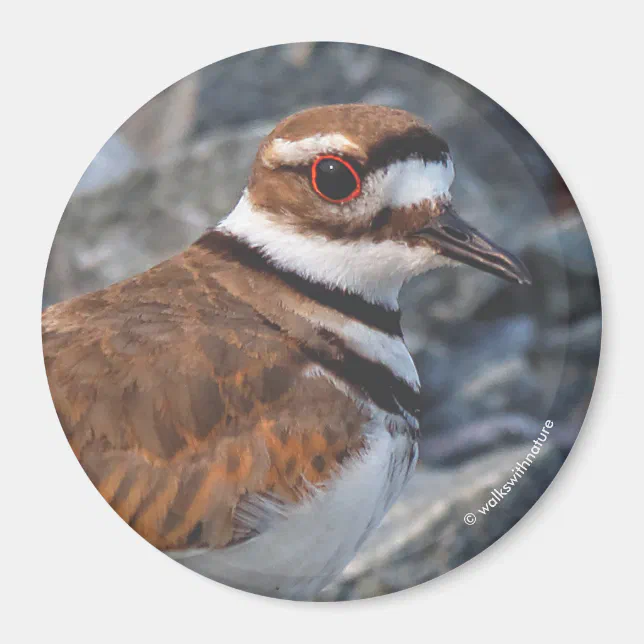 Closeup of a Killdeer Shorebird on the Rocks Magnet