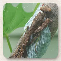 Praying Mantis Insect Beverage Coaster