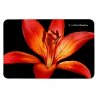 Beautiful Red Orange Asiatic Lily Gran Paradiso Magnet