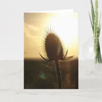 Teasel Sunset Card