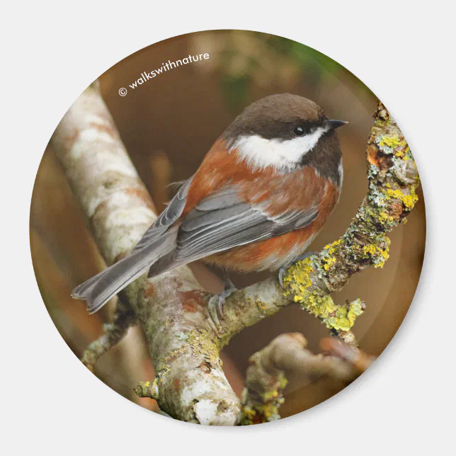 Cute Chestnut-Backed Chickadee Songbird in Tree Magnet