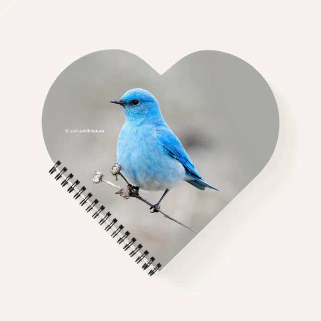 Beautiful Mountain Bluebird on the Tansy Notebook