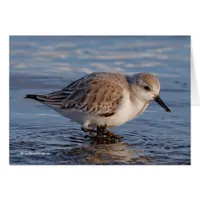 Sanderling Wades Through Wintry Waters