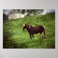 Pinto Pony in Pasture Poster