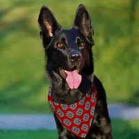 Southwest Mesas Turquoise and Red Geometric Design Pet Bandana Collar