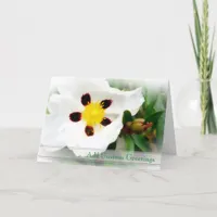 Pure White & Bright Blossom flower Greeting Card