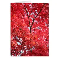 Bright Red Japanese Maple Tree