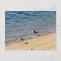 #68991 Beach  Postcard