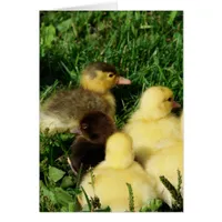 Muscovy Ducklings