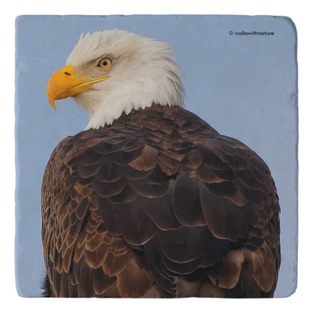 Beautiful Bald Eagle in a Tree Trivet