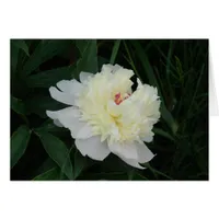 White Peony Cards
