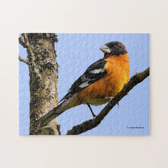 Beautiful Black-Headed Grosbeak in a Tree Jigsaw Puzzle