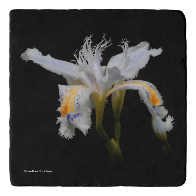 Elegant White Japanese Crested Iris Flower Trivet