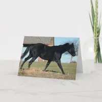 Black Horse Named Jack Card