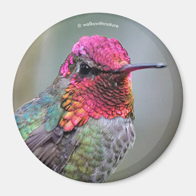 Stunning Male Anna's Hummingbird in Plum Tree Magnet