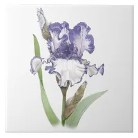 Purple and White Bearded Iris Flower Botanical Art Ceramic Tile