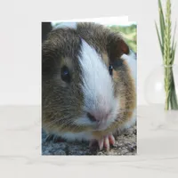 Porky the Guinea Pig Head Portrait Card