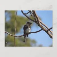 Postcard - Flycatcher