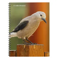 A Curious Clark's Nutcracker Notebook