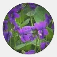 Wisconsin State Flower: Wood Violet Sticker