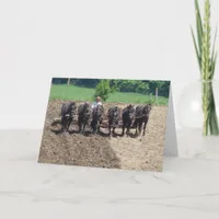 Percherons at Work Card