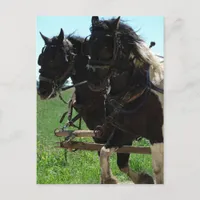 Pinto Drafts at Work Postcard