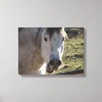 Funny Mare Canvas Print