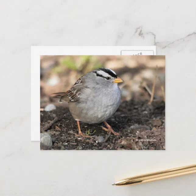 Puffy White-Crowned Sparrow Songbird in Winter Sun Postcard