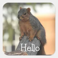 Adorable Squirrel Photograph | Hello  Square Sticker