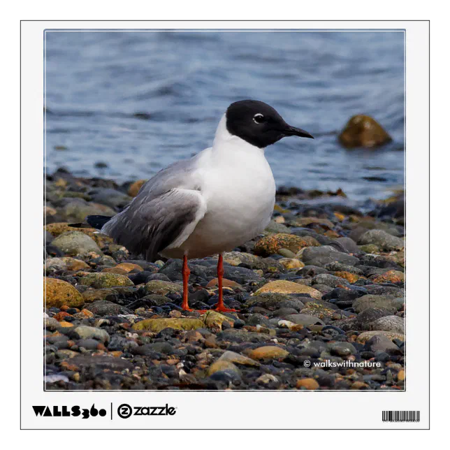 Bonaparte's Gull at the Beach Wall Sticker