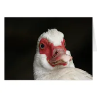 Muscovy Hen Duck