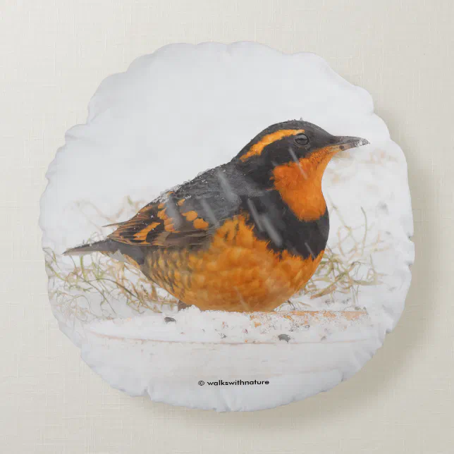 Varied Thrush Songbird on Snowy Winter Day Round Pillow