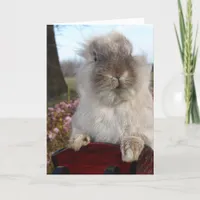 Lionhead Bunny in Sleigh, Christmas Holiday Card