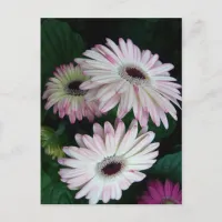 Elegant White & Pink Gerber Daisy Floral Postcard