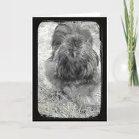 Silkie Rooster Black and White Easter Holiday Card