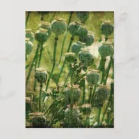 Poppy Flower Seed Pods Postcard