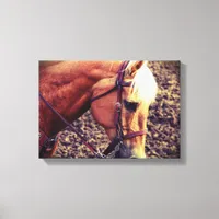Western Palomino Canvas Print