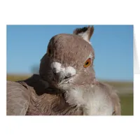 Mr. Pigeon