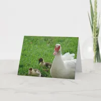 Muscovy Hen And Ducklings Card