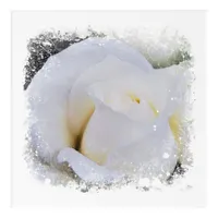 *~* White Macro Rose Floral AR8 Acrylic Print