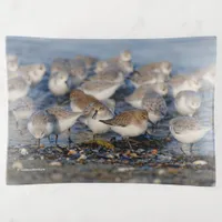 Dunlin Sanderling Shorebirds at the Beach Trinket Tray
