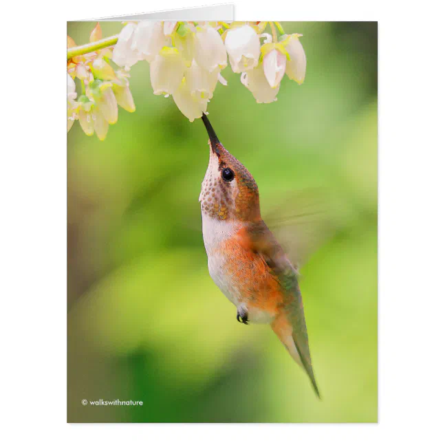 Rufous Hummingbird Sips Blueberry Blossom Nectar