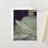 adorable ginger kitty in bed postcard