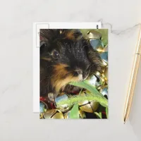 Cute Merry Christmas Guinea Pig Postcard