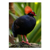 Stunning Roul-Roul Crested Wood Partridge Bird
