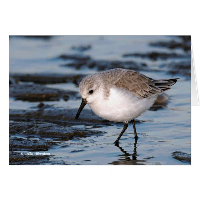 Cute Sanderling Sandpiper Wanders Winter Shores