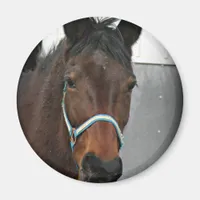 happy horse magnet