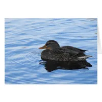 Duck in Water