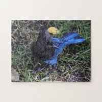 A Bird's Eye View of a Steller's Jay on the Lawn Jigsaw Puzzle