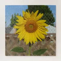 Puzzle - Sunflower against Fence